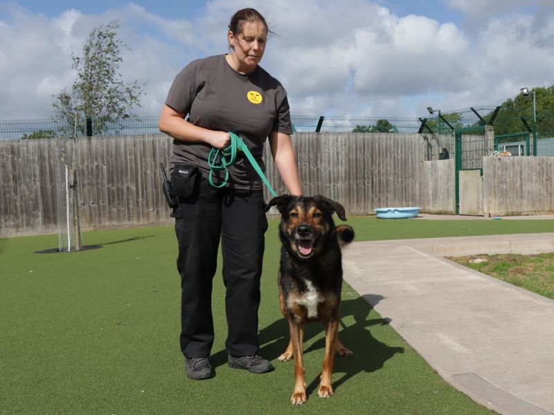 German Shepherd Puppies for sale in Worcestershire