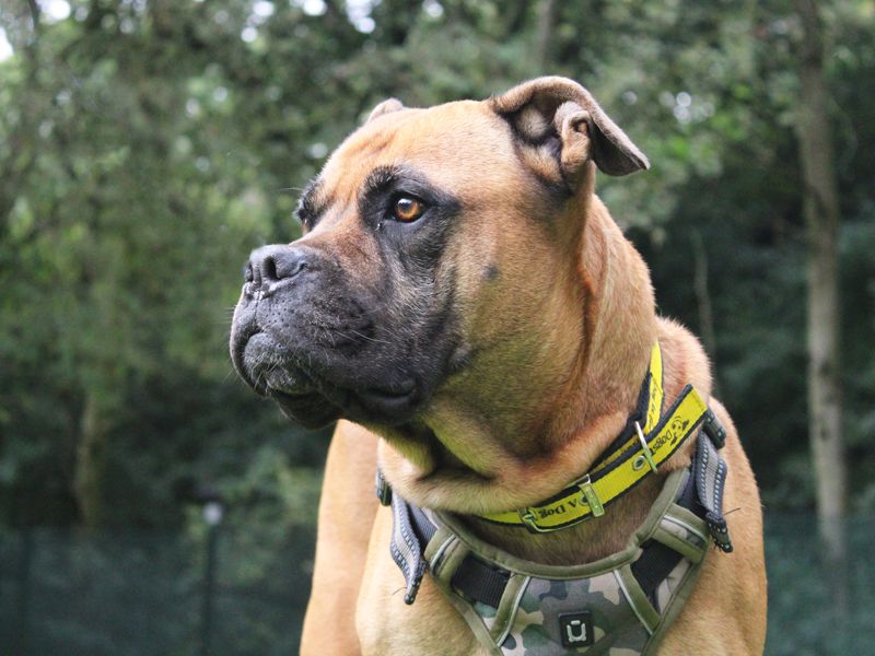 Nellie | Mastiff Cross | Merseyside (Liverpool) - 1