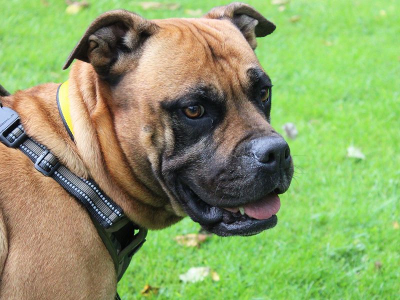 Staffie Puppies for sale in Merseyside