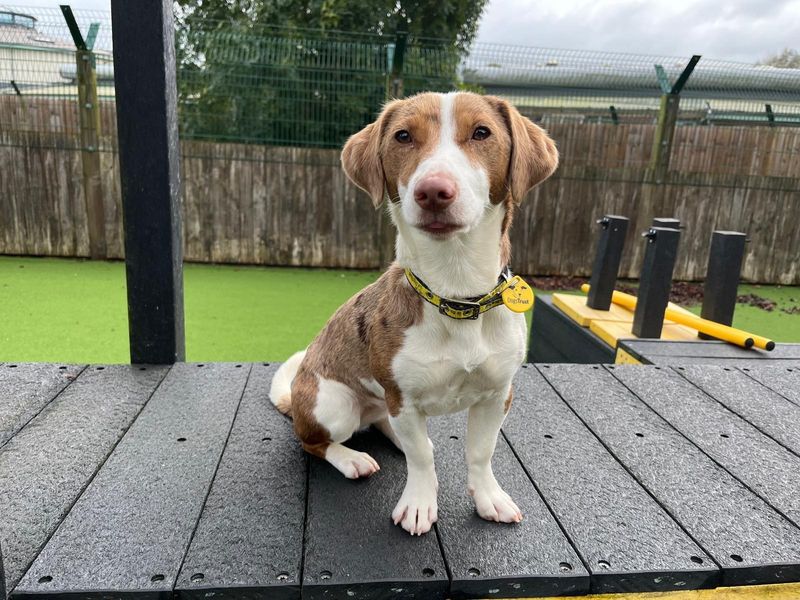 Penny | Spaniel (English Springer) Cross | Loughborough - 1