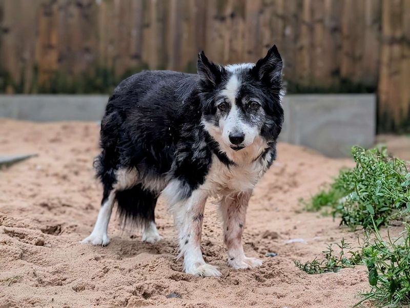 Tess for sale in Cardiff, Glamorgan