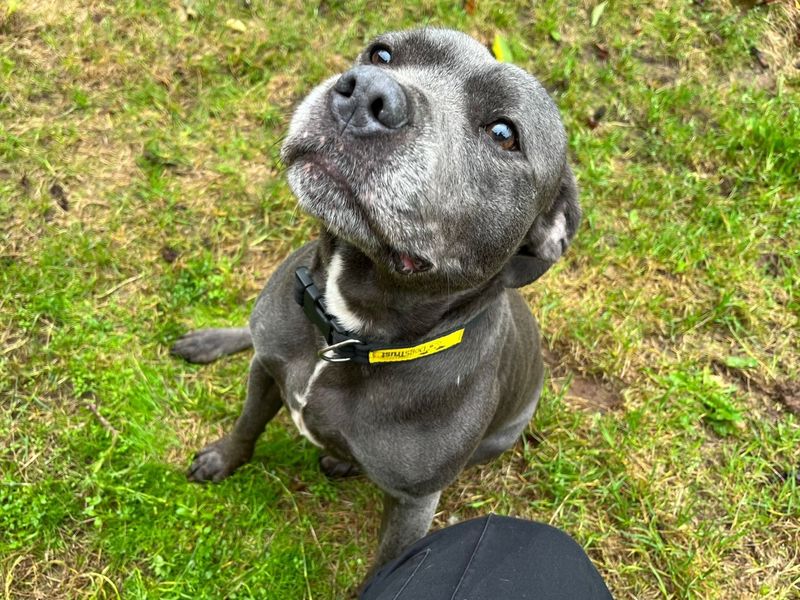 Jelly | Terrier (Staffordshire Bull) | Loughborough - 1