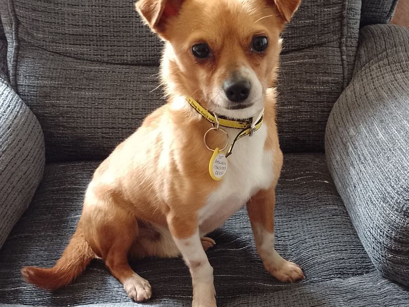 Chihuahua Puppies for sale in Essex