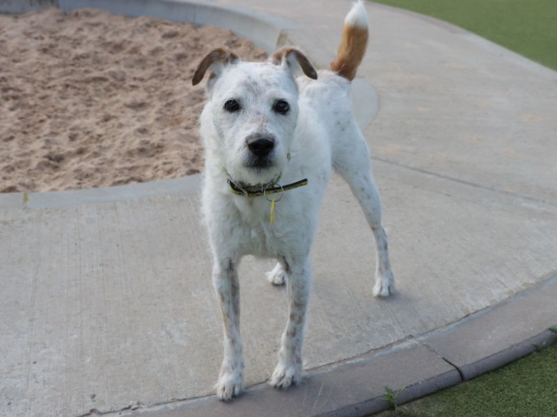 Alvin | Terrier (Jack Russell) | Evesham (Worcestershire) - 1