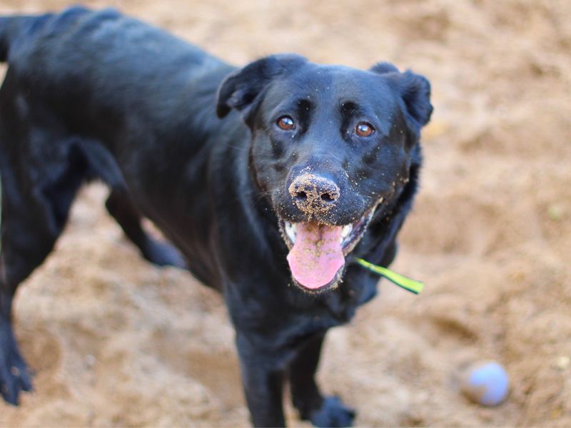 Mitzy | German Shepherd Dog Cross | Manchester - 1