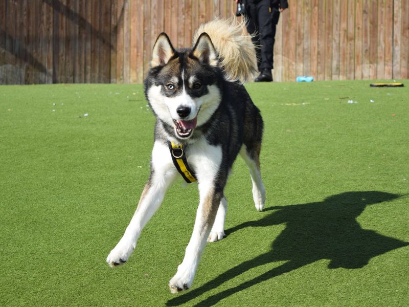 Milo for sale in Uxbridge, London