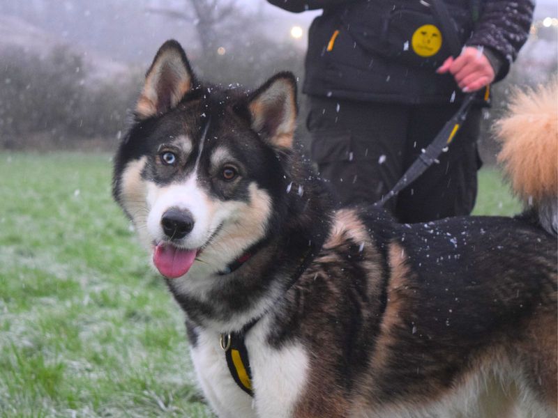 Milo | Siberian Husky Cross | Harefield West London - 1