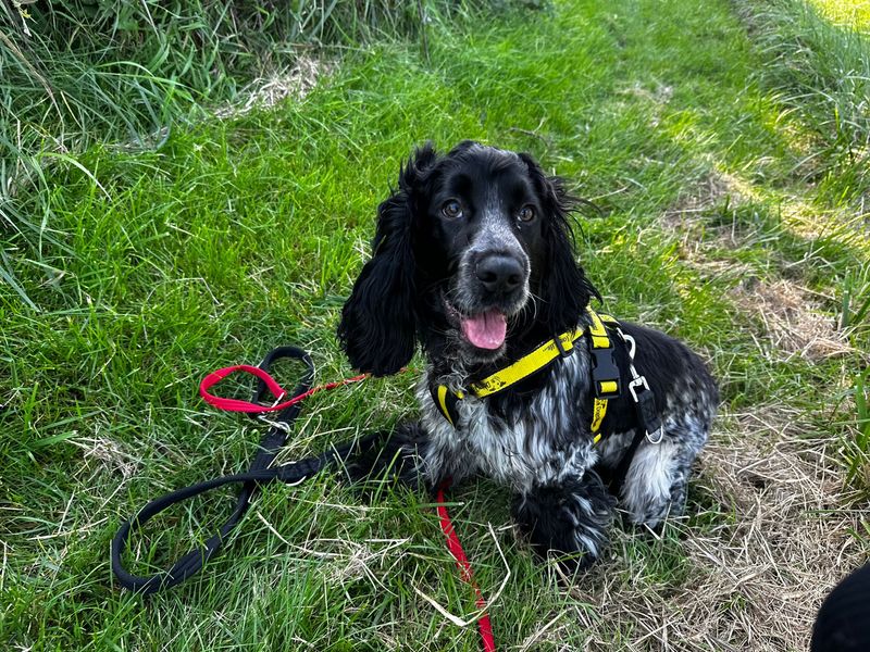 Marty | Spaniel (Cocker) | Shoreham (Sussex) - 1