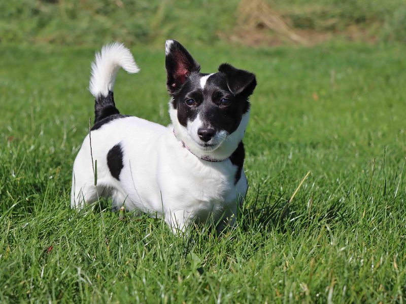 Bobbie for sale in Sadberge, Co Durham - Image 2