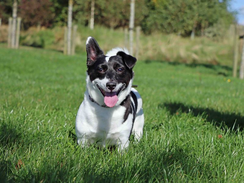 Bobbie | Terrier (Jack Russell) | Darlington - 1