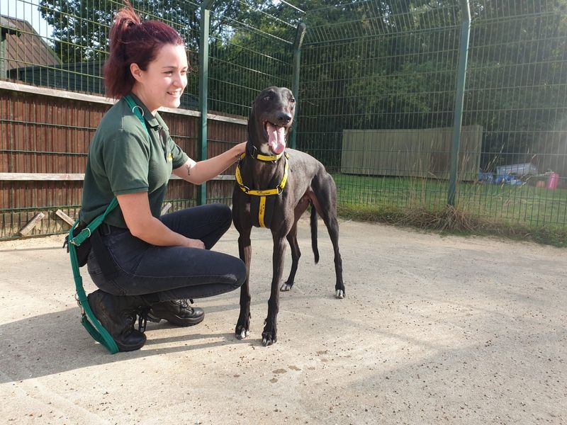 Binx for sale in Chestfield, Kent