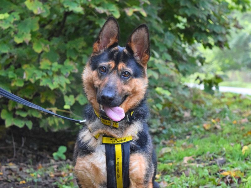 German Shepherds for sale in Uxbridge, London