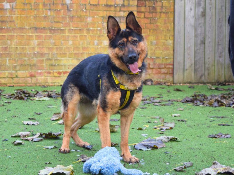 German Shepherd Puppies for sale in London