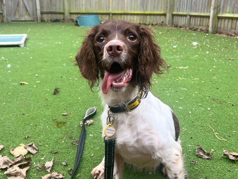 Montana | Spaniel (English Springer) | Harefield West London - 1