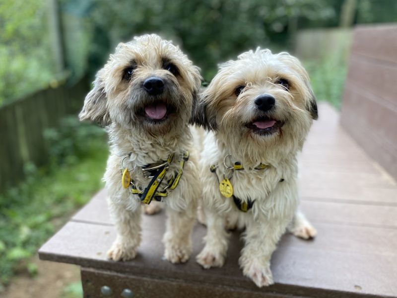 Poodle Puppies for sale in North Devon