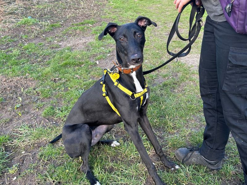 Emmett | Lurcher | Snetterton (Norfolk) - 1