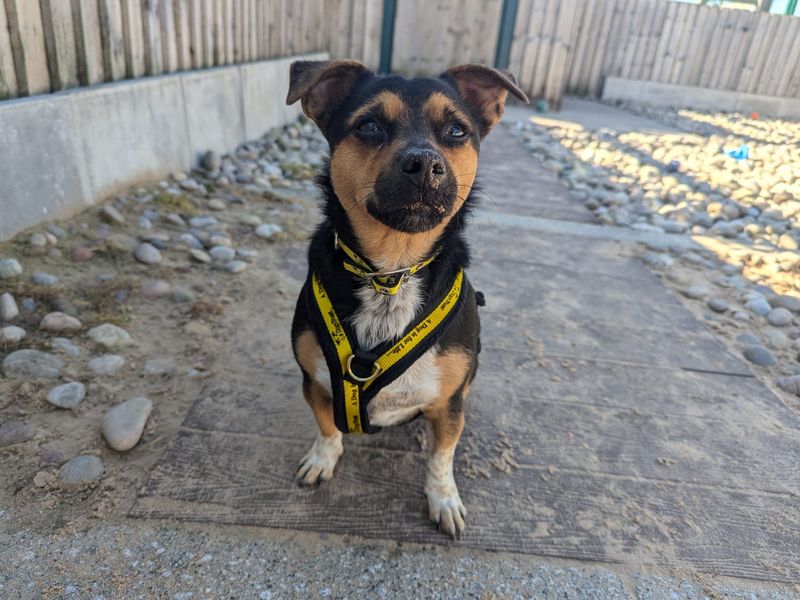 Ricky | Terrier (Jack Russell) Cross | Cardiff - 1