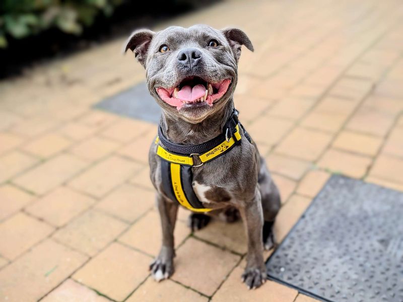 Staffordshire Bull Terriers for sale in Cardiff, Glamorgan