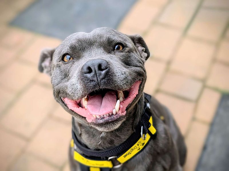 Fashion dogs trust staffies