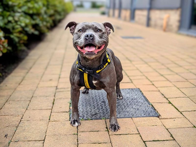 Staffie Puppies for sale in Glamorgan