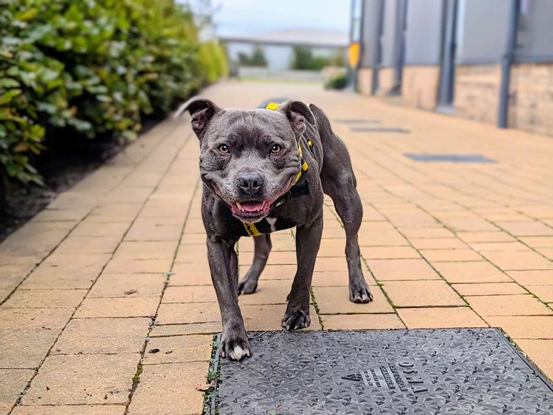 Staffie Puppies for sale