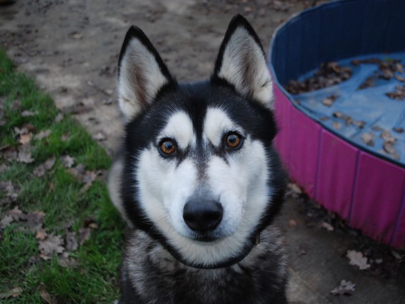 Laika for sale in Newbury, Berks