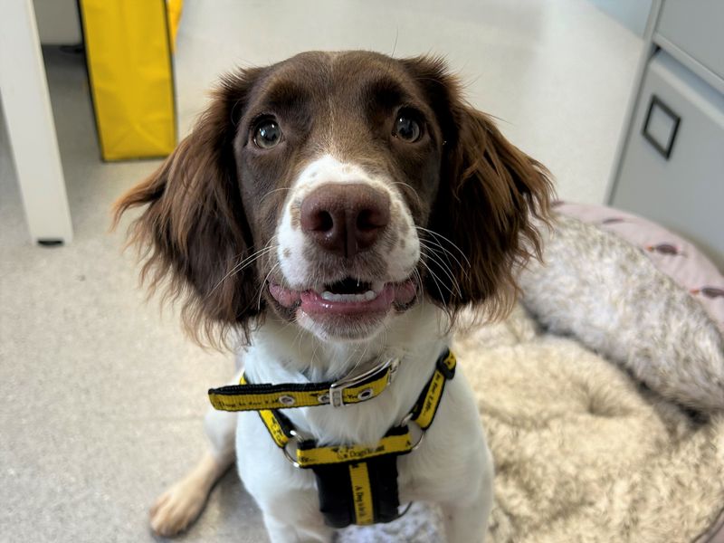 Springer Spaniel Puppies for sale in Co Antrim