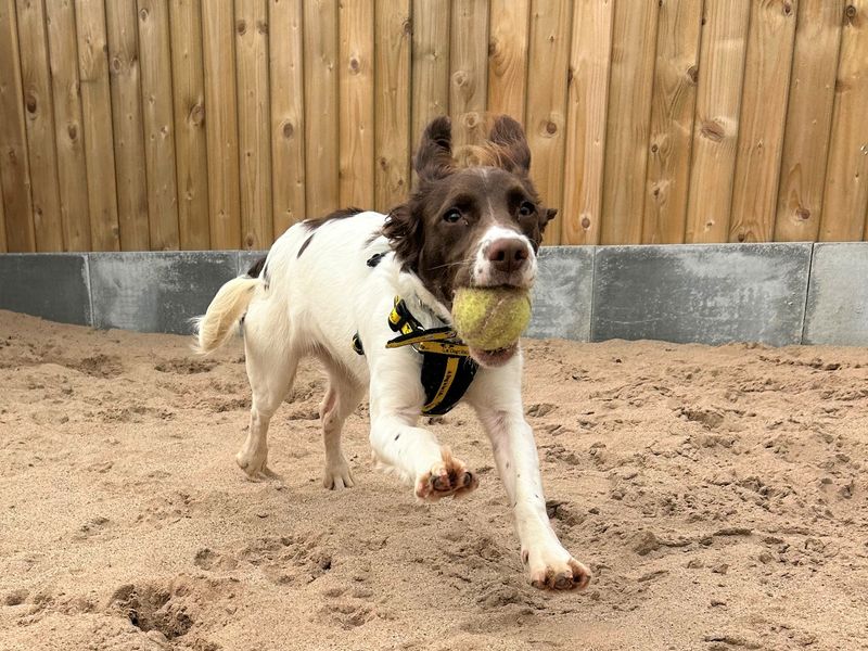 Springer Spaniels for sale in Ballymena, Co Antrim