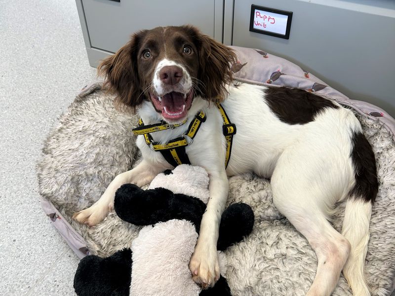 Springer Spaniel Puppies for sale