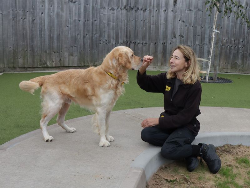 Golden Retriever Puppies for sale in Worcestershire