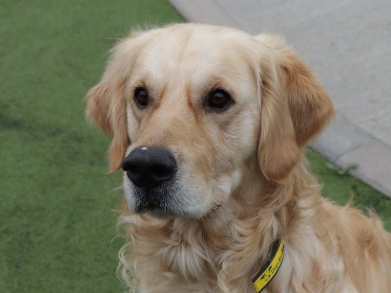 Golden Retrievers for sale in Evesham, Worcestershire