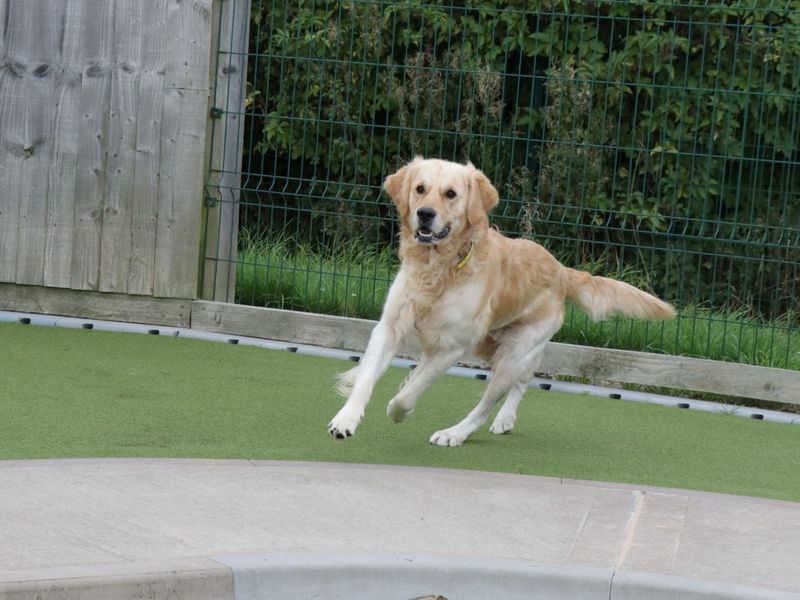 Golden Retriever Puppies for sale