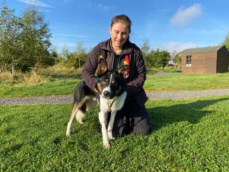 Border Collie Puppies for sale in Co Durham