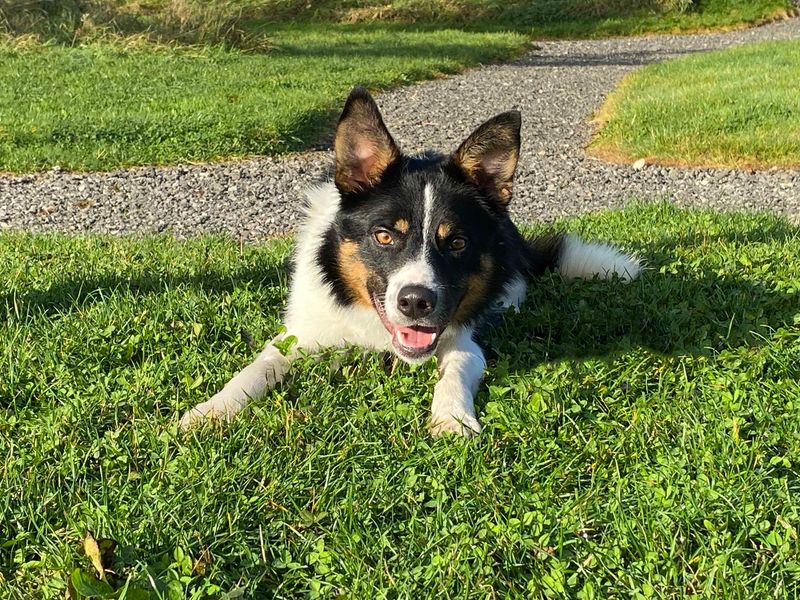 Border Collies for sale in Sadberge, Co Durham