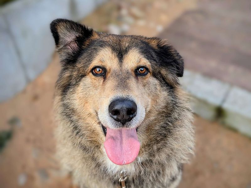 Ezi | Siberian Husky Cross | Cardiff - 1