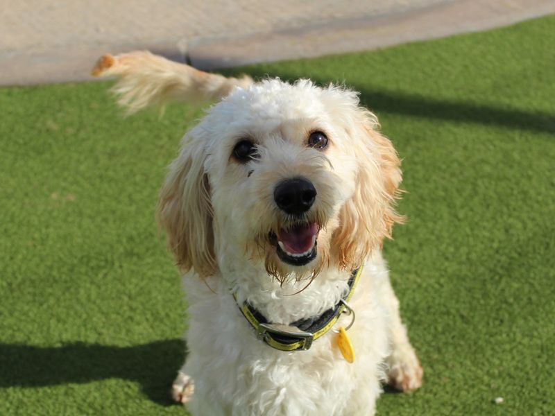 Peach | Spaniel (Cocker) Cross | Evesham (Worcestershire) - 1