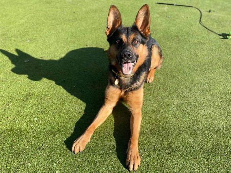 German Shepherds for sale in Manchester, Greater Manchester