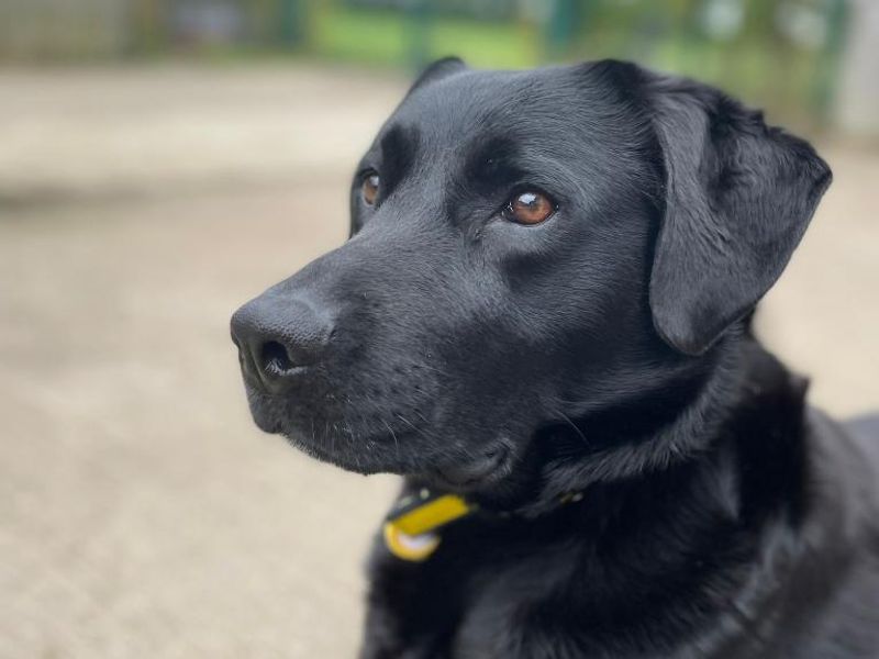 Nora | Retriever (Labrador) | Shrewsbury (Shropshire) - 1