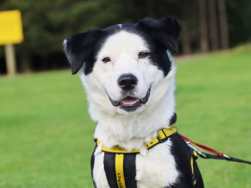 Babs | Collie (Border) Cross | Leeds - 1