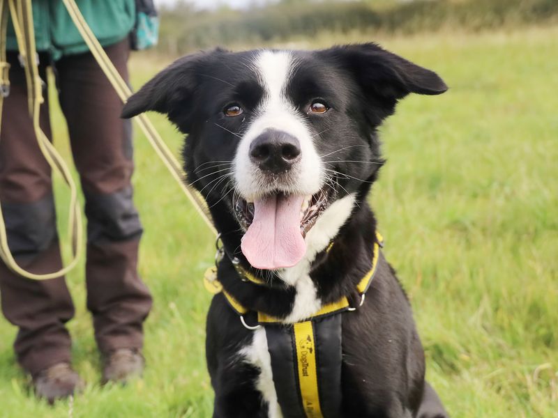 Patsy | Collie (Border) Cross | Leeds - 1