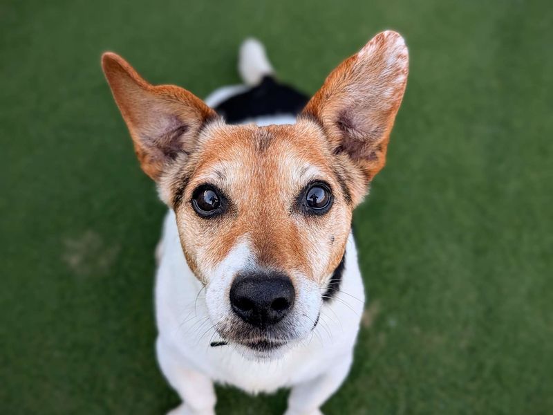 Jack Russell Puppies for sale