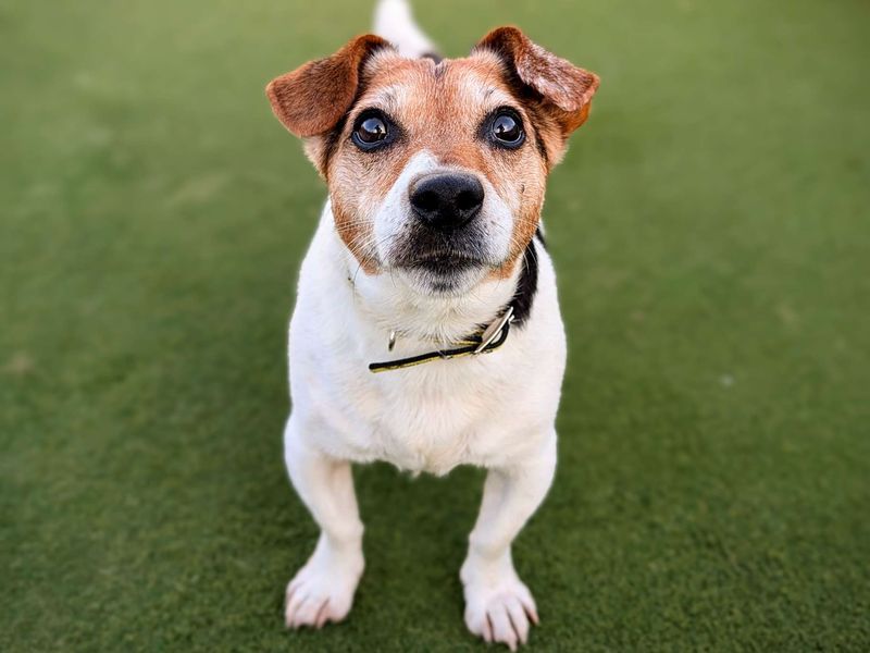 Jack Russells for sale in Cardiff, Glamorgan