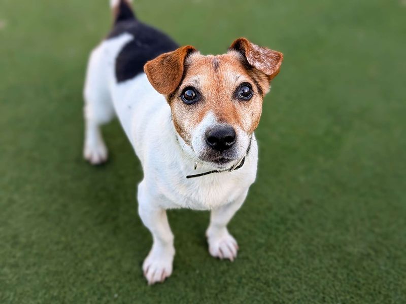 Jack Russell Puppies for sale in Glamorgan