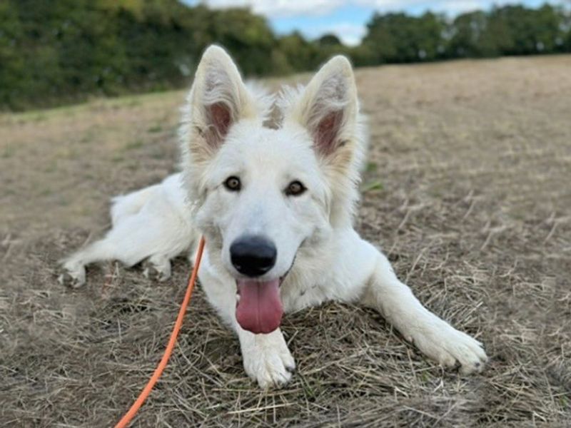 Duke | German Shepherd Dog | Basildon (Essex) - 1