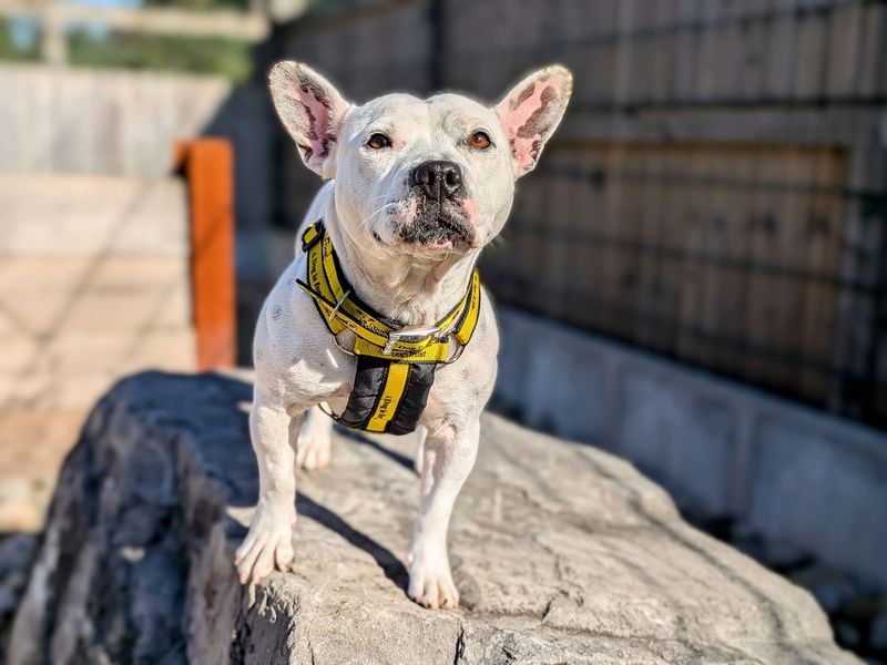 Staffordshire Bull Terriers for sale in Cardiff, Glamorgan