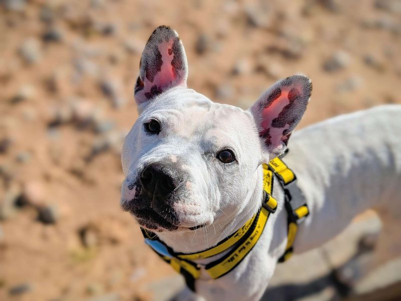 Staffie Puppies for sale in Glamorgan