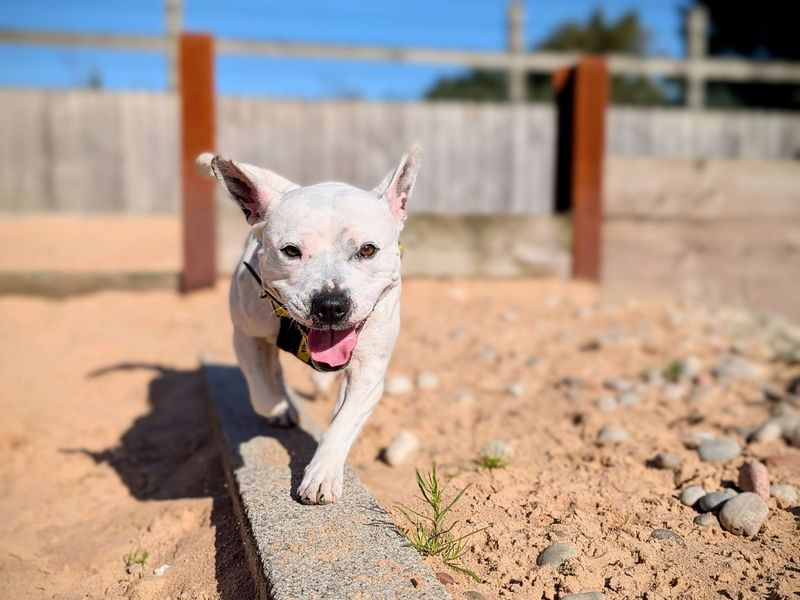 Staffie Puppies for sale