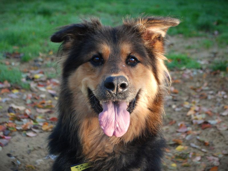 German Shepherd Puppies for sale in Berks