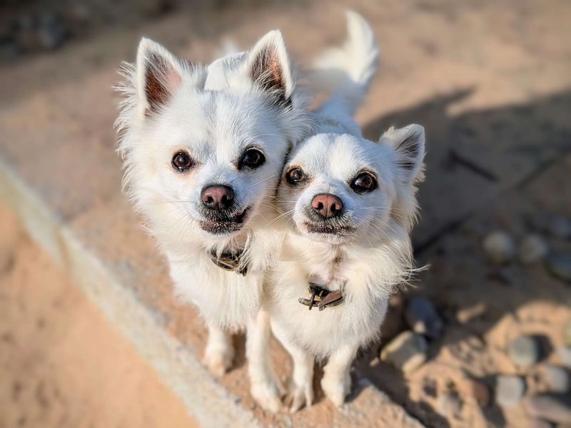 Chihuahuas for sale in Cardiff, Glamorgan