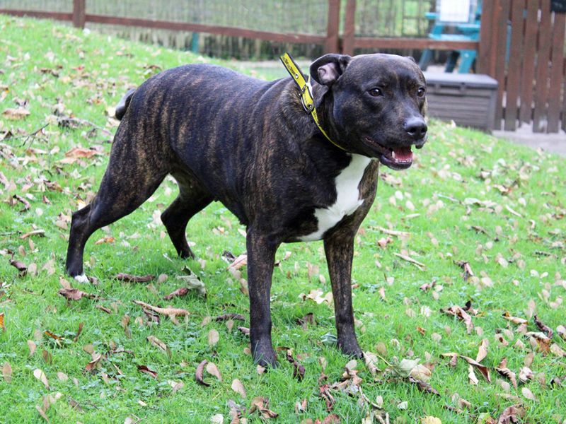 Staffie Puppies for sale